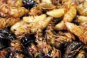油炸蜂蛹
