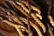 冬虫夏草几岁孩子能吃 小孩吃虫草可以提高免疫力吗