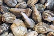 花甲死了还能吃吗 花甲死了一天还能吃吗