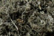 茵陈泡水每天能喝多少 茵陈茶什么时候喝最好