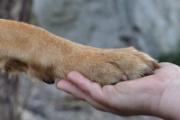 狂犬疫苗多久产生抗体 狂犬疫苗抗体怎么检测
