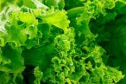 生菜榨汁有减肥效果吗 生菜和什么榨汁能减肥