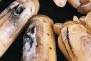 蛏子里面有一根透明的是寄生虫吗 炒蛏子用焯水吗
