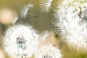 蒲公英根和枸杞子可以一起泡水吗 蒲公英根加枸杞的功效