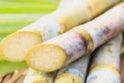咳嗽有痰能吃甘蔗吗 咳嗽吃甘蔗好吗