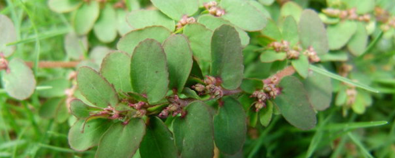 小飞扬草的功效与作用