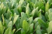 菠菜的好处 菠菜怎么吃功效好