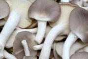 蘑菇蔬菜汤