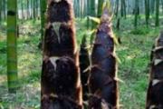 竹笋有什么营养价值 什么人不能食用竹笋