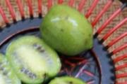 吃圆枣子有什么好处 圆枣子的食用功效