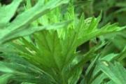 艾草孕妇能闻吗