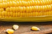 玉米煮多久就熟了 一根玉米相当几碗米饭