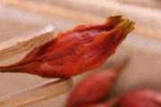 栀子可以和什么一起泡水喝 栀子可以泡酒喝吗