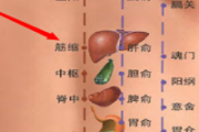 筋缩的准确位置怎么找 筋缩的位置图作用