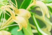 敷金银花水可以祛痘吗 敷金银花水能治激素脸吗