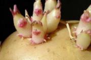 土豆发芽了怎么办