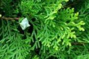 柏树籽装枕头步骤 柏树籽还是柏壳做枕头