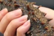 海参怎么吃最滋补 海参补肾的6种吃法