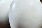 鹅蛋和牛奶可以一起喝吗 每天早上空腹吃一个鹅蛋好吗