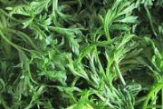 茵陈水去黄疸吗 茵陈去黄疸好还是栀子去黄疸好