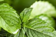 薄荷精油怎么提取 薄荷精油怎么自己做