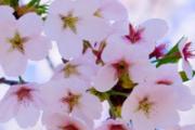 桃花茶和什么搭配好 桃花泡水加什么最好