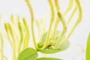金银花泡水隔夜能喝吗 金银花泡水后可以吃吗