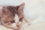 女人养猫能怀孕吗 难道真的只能养猫怀孕二选一吗