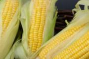 冰糖玉米是转基因吗 冰糖玉米是用冰糖煮的吗