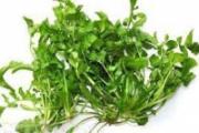 养肝护肝的食物有哪些 这7种蔬菜记得吃