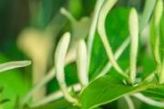 金银花和菊花哪个祛痘效果好 金银花可以用来洗脸吗
