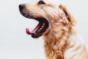 狂犬疫苗超过24小时打有效吗 狂犬疫苗没按时间打怎么办