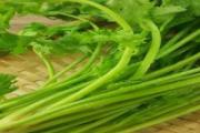 香菜根煮水能退烧吗 小孩喝香菜根水行吗