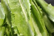 油麦菜的功效与作用
