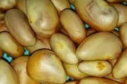 菠萝蜜核的营养价值