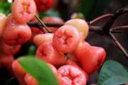 莲雾什么季节吃最好 莲雾什么月份成熟