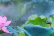 三伏天煲什么汤好