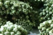 三七花和什么泡水比较好 体内湿气重能喝三七花泡水吗