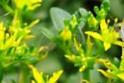 哪些人不能吃救心菜 什么人不能吃救心菜