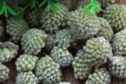 绿萝花的功效与作用