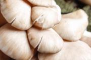 平菇上白白的是霉吗 怎么看平菇是不是发霉了