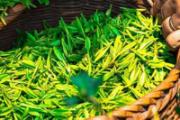 谷雨茶早还是清明茶早