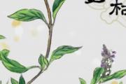 夏枯草泡水喝禁忌 夏枯草有什么副作用