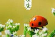 24节气惊蛰是什么意思
