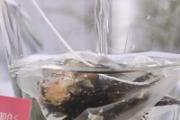 蒲公英加玫瑰花的功效 蒲公英玫瑰茶的五大作用