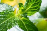 薄荷叶怎么吃 湿气重能喝薄荷叶水吗