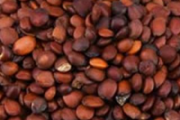 酸枣仁茶什么时候喝帮助睡眠 酸枣仁茶喝多久才有效果