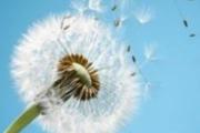 蒲公英的功效 蒲公英的吃法