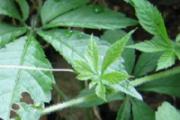 绞股蓝什么时候喝最好 绞股蓝晚上可以喝吗