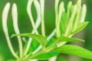 新鲜金银花怎么处理才能喝 新鲜金银花怎样晾晒